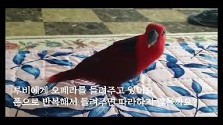 [연구대상똘이Talking gray parrot]오페라…