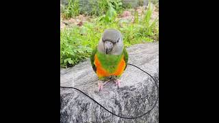 촬영시작하자 다가오는 예쁜 앵무~