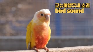 혼자있는코뉴어앵무새에게틀어주세요 conuresound …