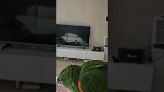 꽁패.앵무새.한스마카우.뽀미.귀여운목소리한스마카우.20…