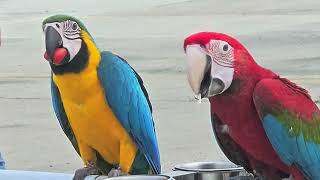 너무 귀여운  애기마카우/청금강/홍금강