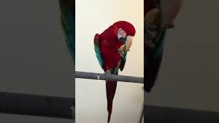 매일매일 출근전 퇴근후 제일먼저 홍금강 앵무새 타미에게…