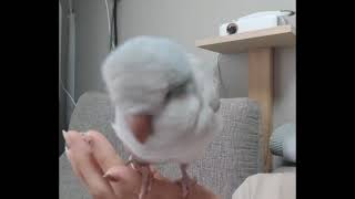 해줄듯 말듯한 까꿍. 말하는 퀘이커 앵무새