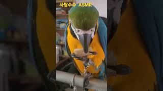 사탕수수 맛있게 먹는 루카 #asmr #청금강 #청금강앵무새 #macaw #앵무새 #parrot