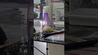 리모컨과 씨름하는 코뉴어앵무 연두