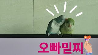 [어머나 영상] 퀘이커앵무새 순도리♡부츄 (긁긁 해주는거야~살짝 설렜어 난)