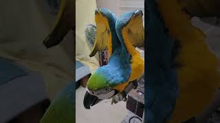 마스크팩 보고 화난 루카 #청금강 #청금강앵무새 #macaw