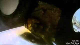 썬코뉴어 숫컷이 알통 다듬기