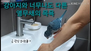 강아지와 너무나도 다른 앵무새의 목욕 토이푸들 출산후 …