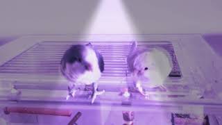 춤추는 앵무새 퀘이커 사랑이