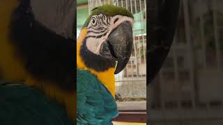 청금강이 위험한이유#동부 버드앤피쉬(퀴즈있음)