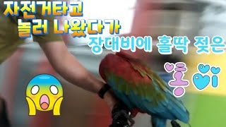 놀러 나왔다가 장대비에 홀딱 젖은 홍이