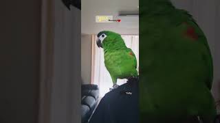 너무 예쁜 목소리로 '엄마'를 자꾸 자꾸 불러보는 앵무새  #talkingparrot #hahnsmacaw