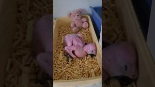 아기 청금강 앵무새  #parrot #cute #반려동…