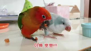 앵무새에게 요리영상을 보여주면 어떤반응일까?