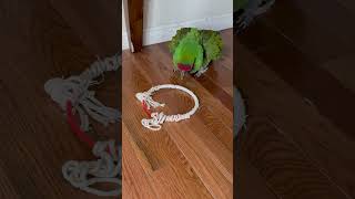 Telling my military macaw parrot that his house is clean and giving me a thank you move#pets #bird