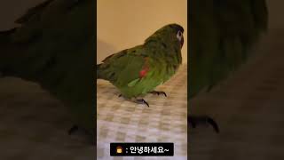 앵무새에게 존댓말로 하라고 하면...