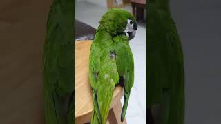 #비듬박멸대작전