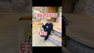 짜꼬미TV영등포 주렁주렁토코투칸 왈라비 청금강앵무#토코…