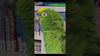 라디오, 앵무새와 함께하는 아침식사 시간 #dex