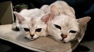 아깽이 별이의 하루 일과 a.k.a 형아 껌딱지 Kitten's schedule for the day