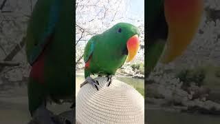 우리들의 즐거움♡앵무새와 나 #parrot #벚꽃 #귀…