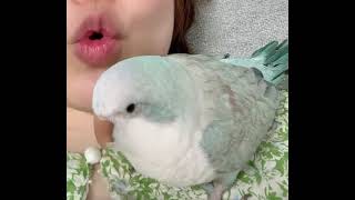 뽀뽀해죠 #parrot #귀여운 #birds #말하는앵무새 #앵무새 #퀘이커 #cute