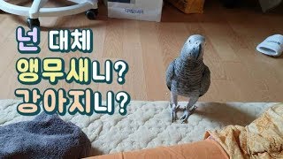 개같은 앵무새♡