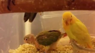 모란앵무 미용사가 깎은 바가지머리