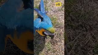 부르면 왔다 바로가는  루카 #앵무새 #parrot #…