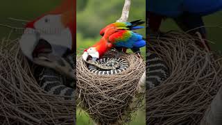 Macaw bravely defends its chicks from a deadly snake attack!