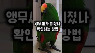삐져서 방으로 들어가버린 앵무새 확인하는 방법 #앵무새 #소환