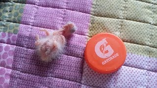 Parrot Baby Hand Feeding Video…