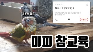 [앵무새] 미피 참교육 &amp; 경찰서 갔다옴