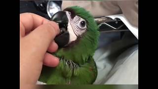 甘えるインコ！【ヒメコンゴウインコ】  Pamper Che…
