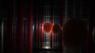 뉴기니아 와 마카우 뉴기니아 유정란 영상 - 천둥 ec…