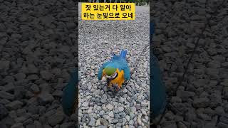 걸어오는 루카 #macaw #청금강 #청금강앵무새