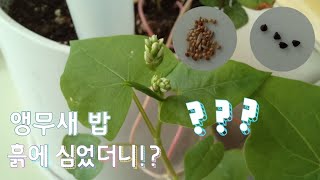 앵무새 밥 흙에 심었더니?
