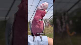 [모란앵무새 로또럭키] 뭔가 억울했던 핑크 갈라코카투꿍얼꿍얼 한풀이하고감 #아마조나  #birds #cute #funny #반려동물 #동물
