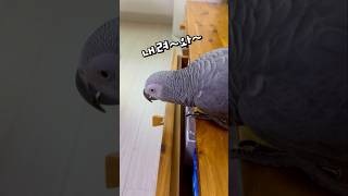 손잡이 사용하는 앵무새  회색앵무 잠바 #반려동물  #…