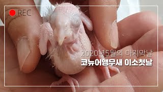 대구앵무새농장의 코뉴어(conure) 앵무새이소(con…