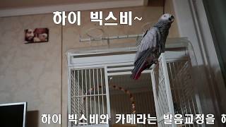 해리의 아무말 대잔치2  오늘은 밤이다! Talking gray parrot, Harry