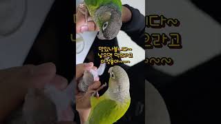 코뉴어 아기앵무새 이유식 잘먹어요~근데 왜 엄마,아빠가…