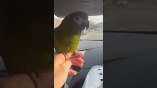 새해 복 많이 받으세요#앵무새#한스마카우#아기상어#허니#안녕