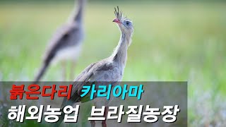 카리아마,Seriema,Cariama cristata,…