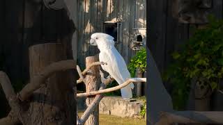 #music#friendships#앵무새#naturephotography#wildlife#toronto#코카투