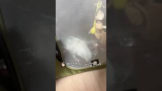 생각 안 하는 가방 #퀘이커앵무송꾸꾸