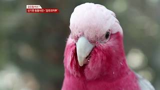 20170922 신기한 동물사전 갈라코카투