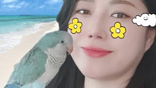 퀘이커앵무새 순도리 (박재란의 둘이서 트위스트)노래 무한반복 부르기♡