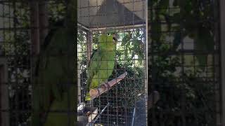 Perroquet Ara vert qui rigole de bon coeur